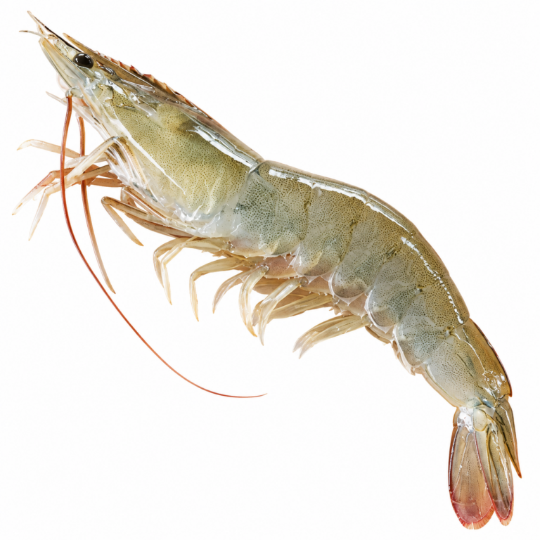 지금 제철! 국산 흰다리새우 1kg, 당일조업 생물 왕새우, 탱글한 새우소금구이, 생새우회